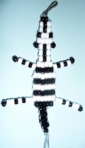 zebra pic
